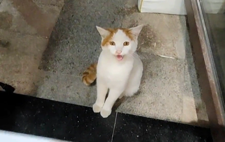 那只为了能有家,上门求收养的流浪猫,终于成为了家猫中的一员 那只为了能有家,上门求收养的流浪猫,终于成为了家猫中的一员