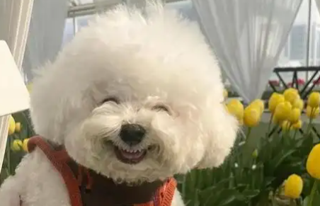 比熊换毛期要换几次毛 比熊换毛期要换几次毛