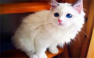 猫被烫伤后的治疗方法