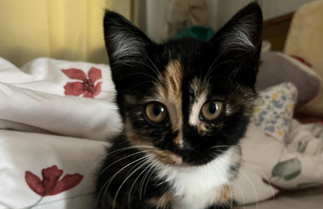 玳瑁猫vs三花猫：5大关键区别解析！