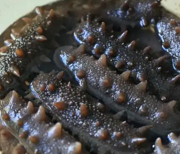 海参的含盐量多少什么意思 海参的含盐量多少什么意思