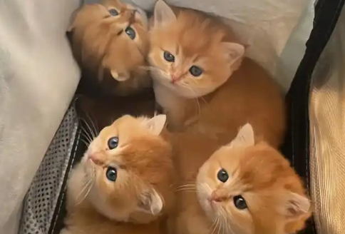 大宠爱被猫舔了会中毒吗 大宠爱被猫舔了会中毒吗