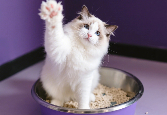 膨润土猫砂哪个牌子好？这些关键点千万要注意！