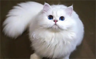 猫腹泻后要禁食多久