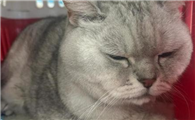 猫咪肠炎有什么表现