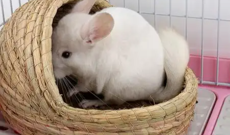 笼趣兔子草窝怎么样 笼趣兔子草窝怎么样