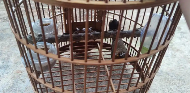 画眉鸟：眼沙与眼水的完美结合