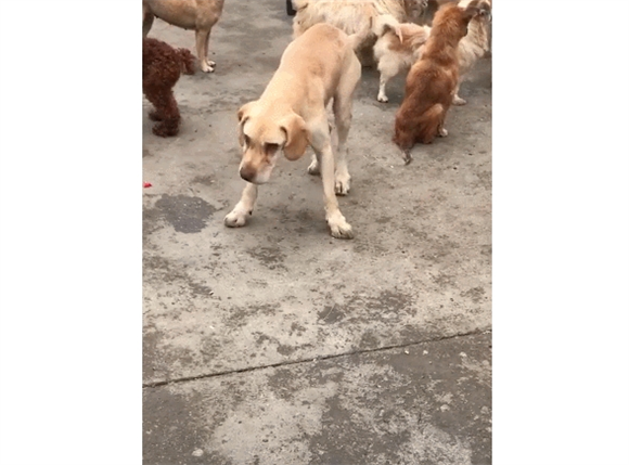狗一直抖身体是什么原因 狗一直抖身体是什么原因