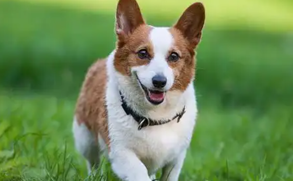 如何挑选威尔斯柯基犬？细节之处见真章