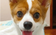 青光眼狗狗能活多久