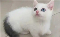 英短净梵猫是什么猫啊？一起了解一下吧！