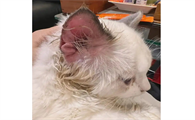 猫咪耳朵流黄水怎么处理