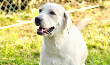 拉布拉多犬全解析：从外貌到健康管理