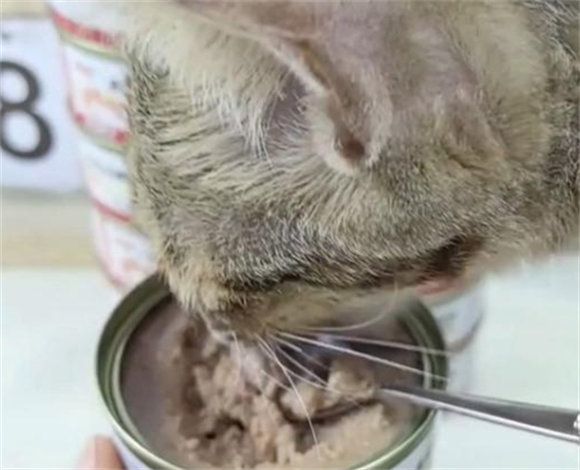 揭晓猫罐头十大品牌排行榜，给毛孩子顶级美味~
