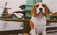 怎样选购一只优质的比格犬？它有哪些特点呢？