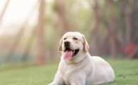 拉布拉多怕冷吗？从幼犬到老年：抗寒能力变化解析+实操保暖指南