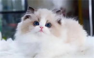 如何判断猫咳嗽的严重程度