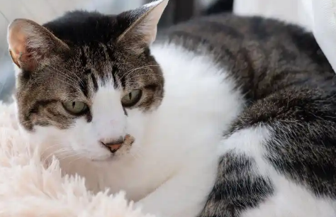 等猫咪发腮之后再带去绝育有用吗