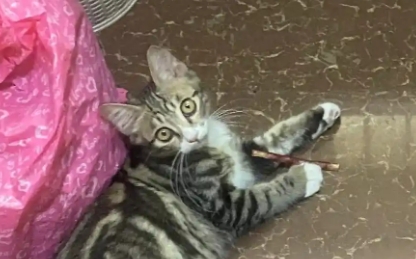 四个月的猫咪多少斤算正常