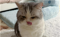 猫咪饮水不足有什么表现