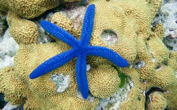 海星为什么叫海星 海星为什么叫海星