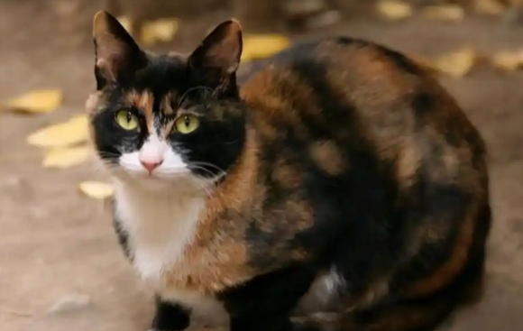 玳瑁猫：行走的调色盘