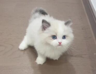 猫需要特别保暖吗