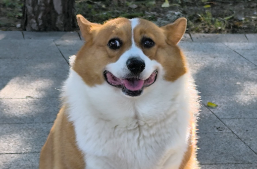 犬用六联高免血清功效