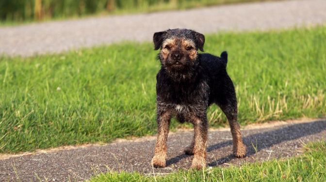 宠物狗简介:边境梗犬! 宠物狗简介:边境梗犬!