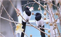 喜鹊进屋是什么兆头