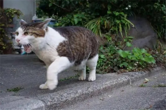 小猫牙龈发白什么情况