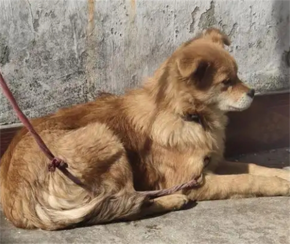 小狗吃东西卡住了怎么办啊 小狗吃东西卡住了怎么办啊