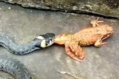 蛇吃不吃蟾蜍