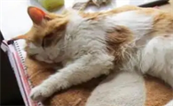 猫咪脱水的症状有哪些
