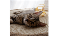 两个月的小猫一天睡多久