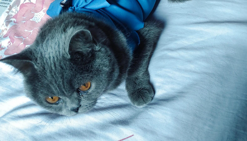母猫尿道口有白色分泌物