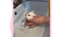 小猫咪打疫苗前可以洗澡吗