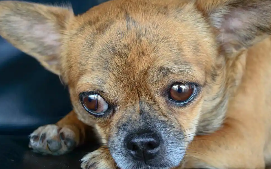 狗狗中暑后可以喂点啥食物 狗狗中暑后可以喂点啥食物