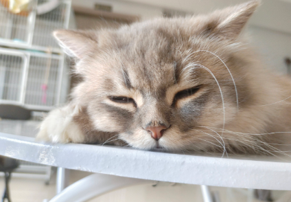 猫肾衰竭有什么危害 猫肾衰竭有什么危害