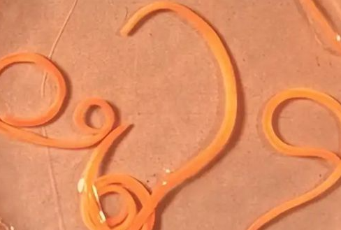 猪有蛔虫是什么症状 猪有蛔虫是什么症状