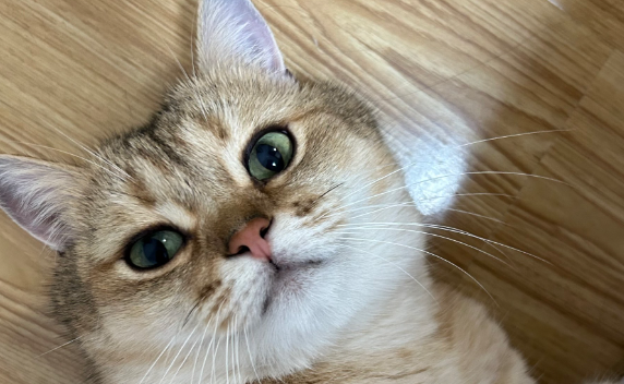 如何判断猫咪感染了耳螨
