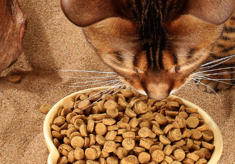宠熙H42低温烘焙猫粮:锁住营养的新鲜之选 宠熙H42低温烘焙猫粮:锁住营养的新鲜之选