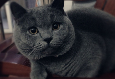 猫咪髂骨骨折一定要手术吗