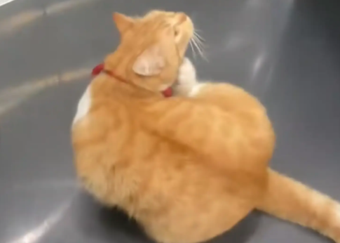 男子给住在5楼的猫咪按4楼的电梯,猫咪居然认得路没上当 男子给住在5楼的猫咪按4楼的电梯,猫咪居然认得路没上当