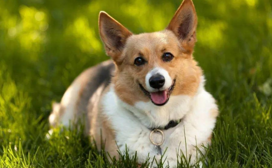 新手想养威尔斯柯基犬?但你真的了解柯基吗? 新手想养威尔斯柯基犬?但你真的了解柯基吗?