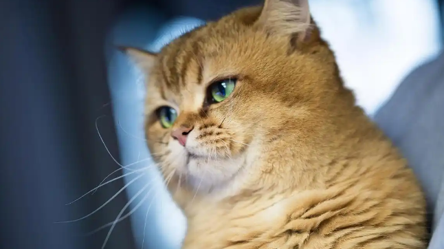 渐层母猫几个月适合怀孕 渐层母猫几个月适合怀孕