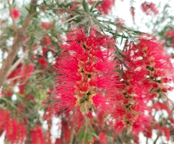 什么树的花像毛毛虫