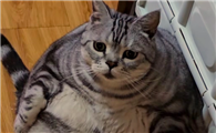 猫咪肥胖应该如何控制