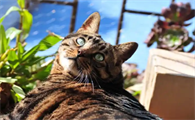猫咪早产有哪些症状