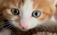 一个月的小猫刚到家怎么办